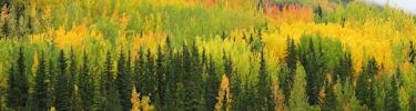 Boreal Forest in Fall
